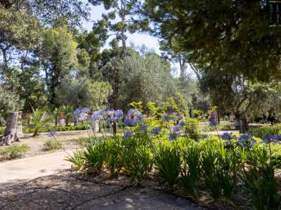 Entrando ci ritroviamo in un�incantevole oasi verde che comprende ulivi, palme, cipressi...
